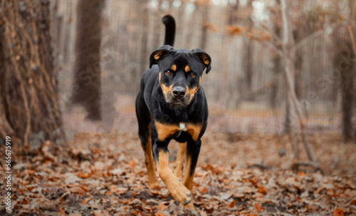 Chien de S.P.A