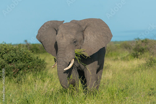 African bush elephant - Loxodonta africana - also known as the African savanna elephant eating with sky and green vegetation in background at Kruger National Park in South Africa.