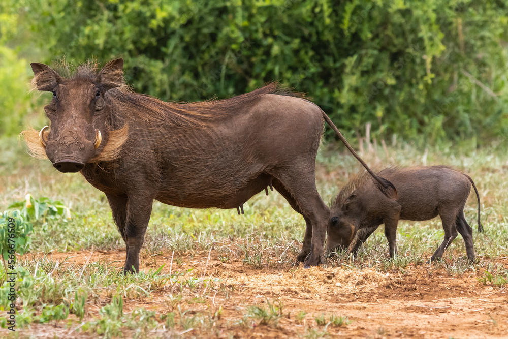 Common warthog - Phacochoerus africanus with piglet on ground. Photo from Kruger National Park in South Africa. Common warthog - Phacochoerus africanus with piglet on ground. Photo from Kruger National Park in South Africa.