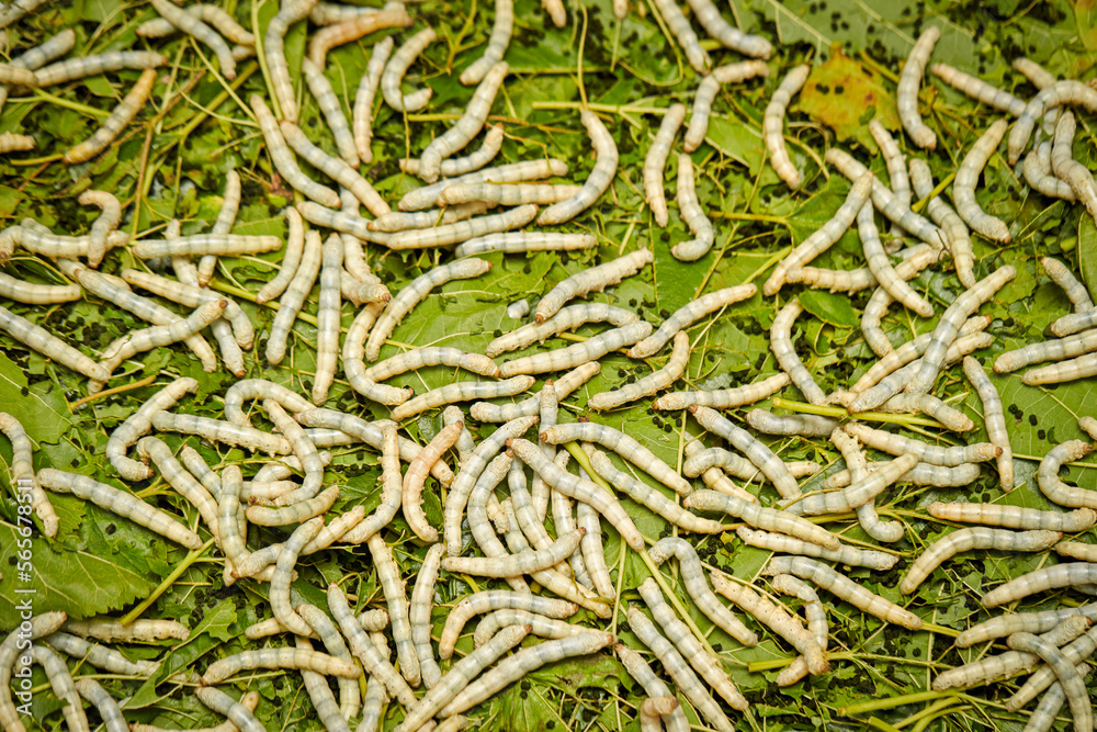 Silk Production Process, Silkworm with mulberry green leaf