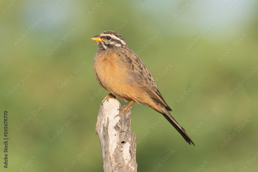 Cinnamon-breasted bunting, cinnamon-breasted rock-bunting - Emberiza tahapisi perched with light green background. Photo from Kruger National Park in South Africa.