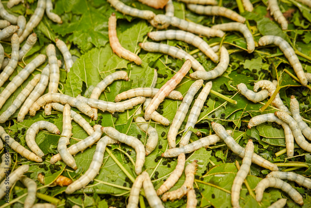 silk worms eating mulberry leaves silk worms eating mulberry leaves