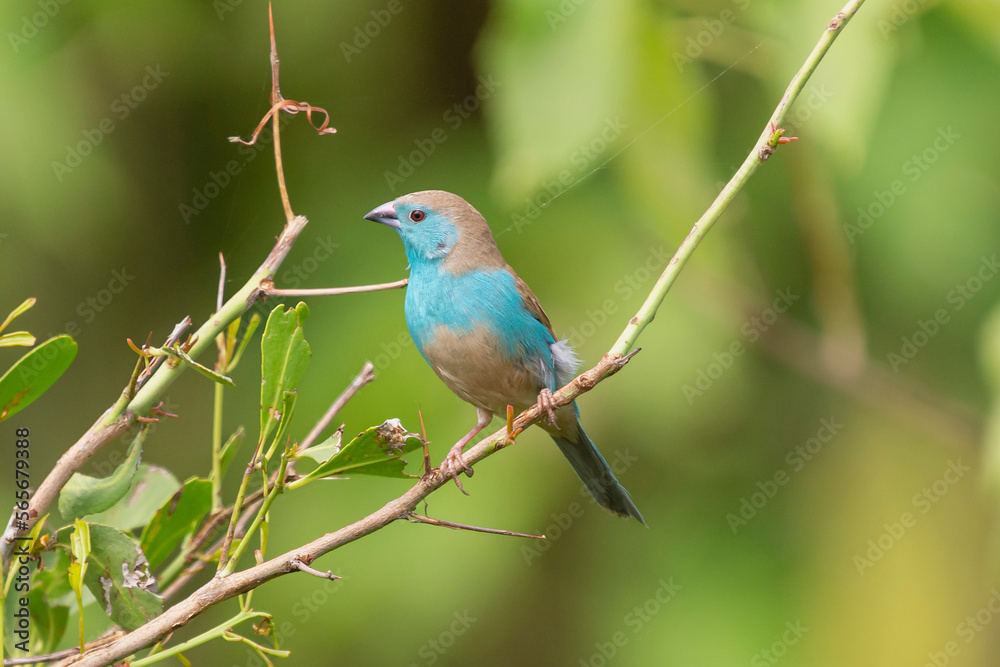 Blue waxbill - Uraeginthus angolensis, Southern blue waxbill, blue-breasted waxbill, southern cordon-bleu, blue-cheeked cordon-bleu, blue-breasted cordon-bleu and Angola cordon-bleu perched. Blue waxbill - Uraeginthus angolensis, Southern blue waxbill, blue-breasted waxbill, southern cordon-bleu, blue-cheeked cordon-bleu, blue-breasted cordon-bleu and Angola cordon-bleu perched.