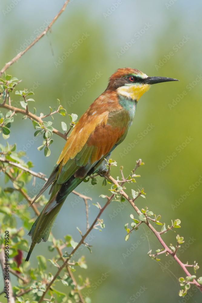 European bee-eater - Merops apiaster perched with green background. Photo from Kruger National Park inSouth Africa. Vertical. European bee-eater - Merops apiaster perched with green background. Photo from Kruger National Park inSouth Africa. Vertical.