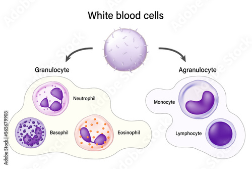 White blood cells. Granulocyte and Agranulocyte. Basophil, Neutrophil, Eosinophil,  Monocyte and lymphocyte. Leukocytes. Blood cells educational medical information.
