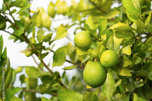 Green organic lime fruit hanging on a tree. Lemons are a source of vitamin C