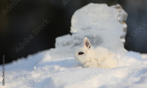 decorative white rabbit in the snow © serikbaib