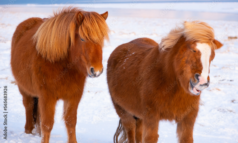 Icelandic Horses In Winter, Rural Animals, Snow Covered Meadow in Iceland Icelandic Horses In Winter, Rural Animals, Snow Covered Meadow in Iceland