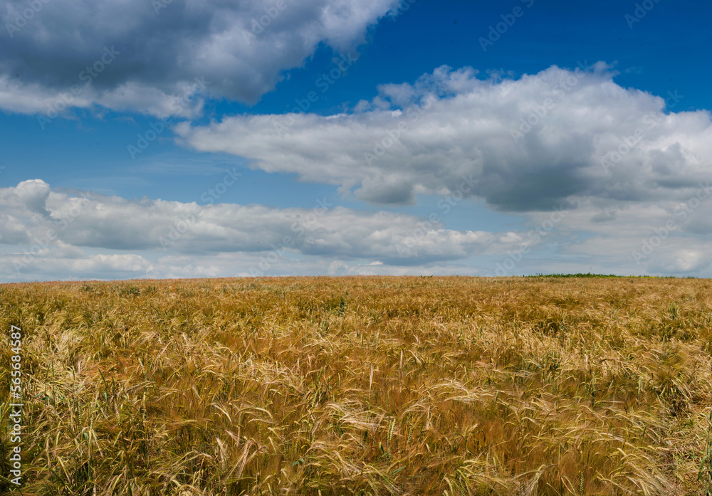 Landscape with a blue cloudy sky and a ripe field, a mixture of barley and oats on a warm summer day. Field of Ukraine with a harvest.