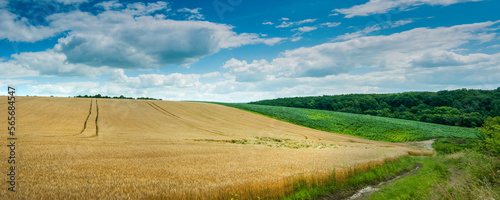 panoramic view of wheat yellow field and blue sky with clouds