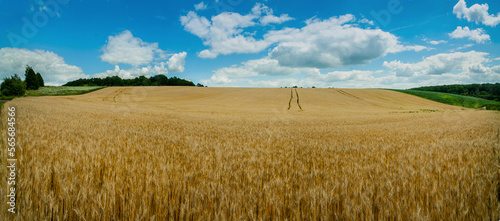 Panoramic view of a golden ripe wheat field with blue sky. Field of Ukraine w...