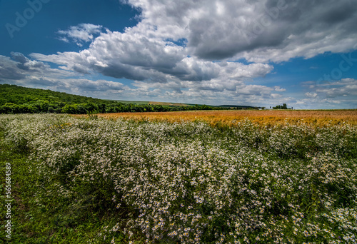 wild flowers small white daisies, summer day field of cereals and grass, blue...