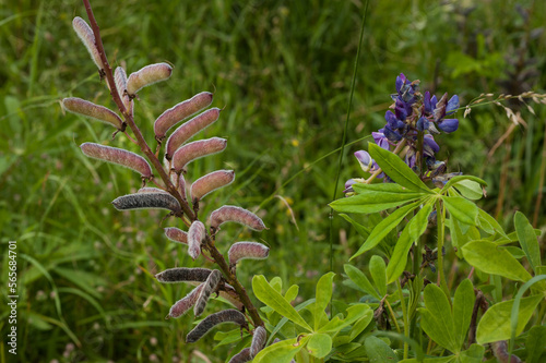 Aconitum paniculatum, Aconitum cammarum, aconite, April with seeds in pods