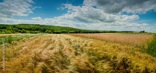 Принти на полотні ripening rye ears on peasant allotments, small grain plantations of farmers, org