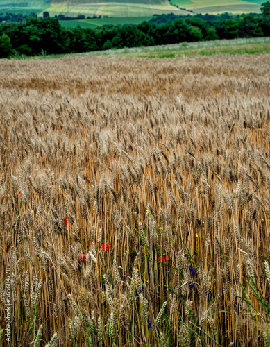 wheat, ears of corn, poppy, wild flowers, countryside on the horizon