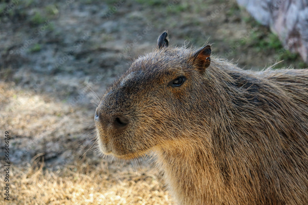 Capybara lying on grass ground / Sleeping capybaras on summer day in the capybara farm Capybara lying on grass ground / Sleeping capybaras on summer day in the capybara farm