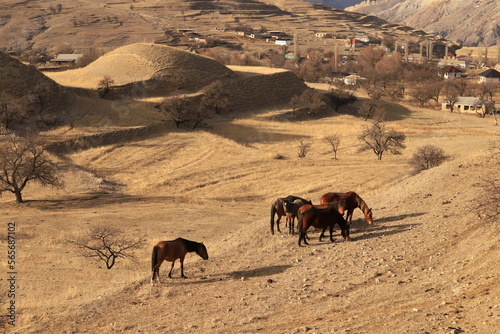 Brown horses walk through the winter pasture on terraces with dry grass and among bare trees.