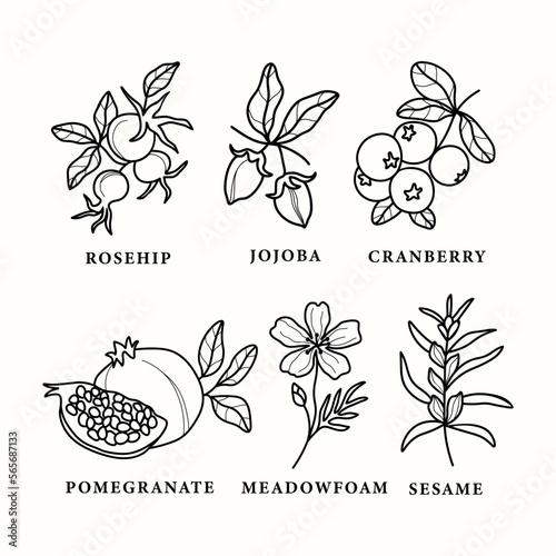 Line art rosehip, jojoba, oil, cranberry, pomegranate, sesame, meadowfoam