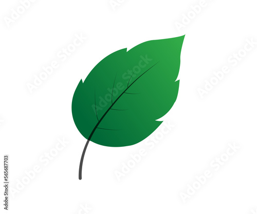 Green leaf vector design and clip art.