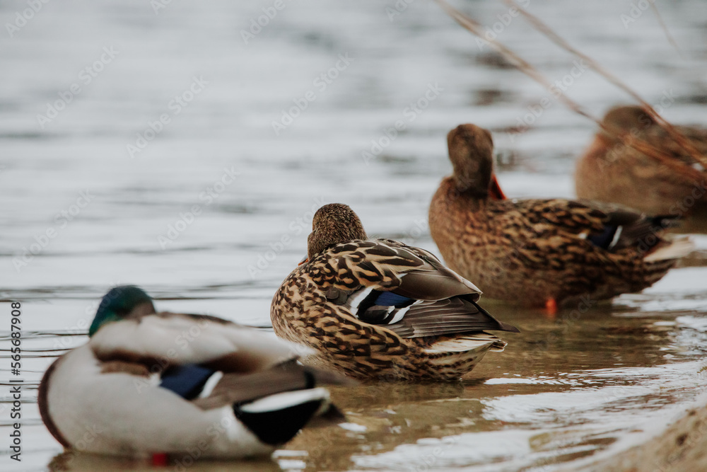 mallard duck (Anas platyrhynchos) standing of the shore of lake.