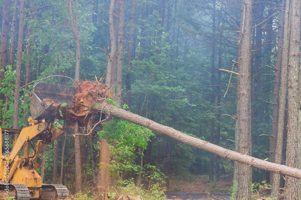 During construction process tractor skid steers were used to uproot