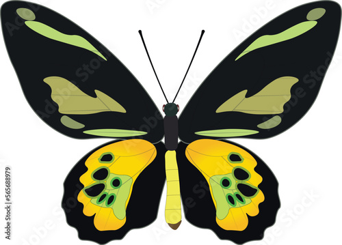 Beautiful yellow green butterfly isolated on white background. Ornithoptera rothschildi vector illustration. Colorful exotic insect, papilionidae, decor design element for print, card, textile, art. photo