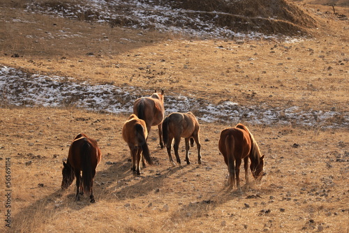 Five brown horses stand back to me and eat dry grass on a mountain terrace in winter Dagestan.