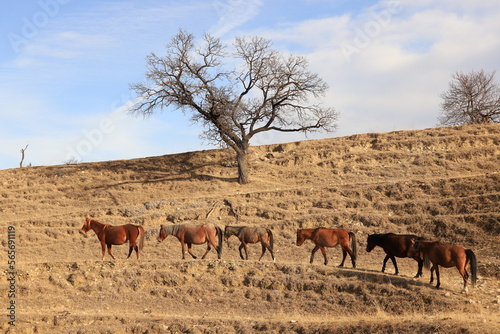 Six brown horses walk in a row along a mountain path on terraces against the backdrop of a slope and ebony with a round crown.