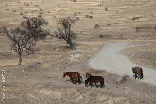 Brown horses walk through the winter pasture on terraces with dry grass and among bare trees.