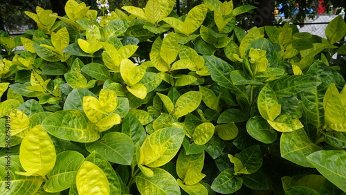 Closeup of fresh green lush leaves of Pseuderanthemum carruthersii known as Carruthers falseface photo