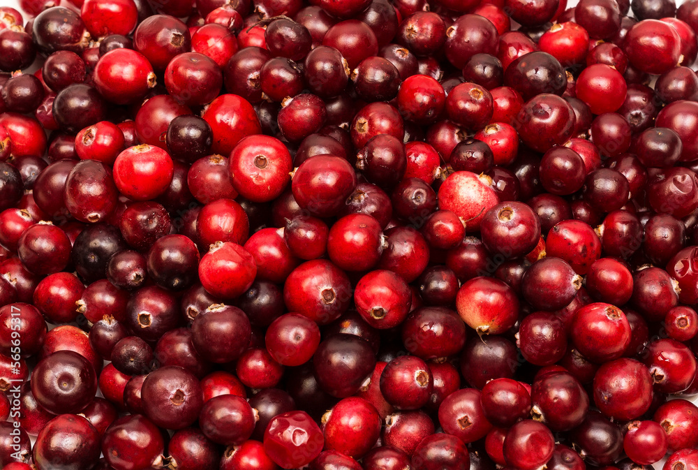Ripe red berries of cranberries in large quantities Ripe red berries of cranberries in large quantities