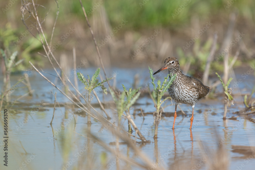 Redshank Tringa totanus with long orange beak and legs standing in wetland marsh water Redshank Tringa totanus with long orange beak and legs standing in wetland marsh water
