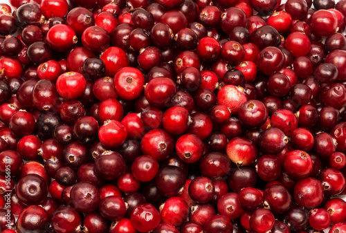 Ripe red berries of cranberries in large quantities