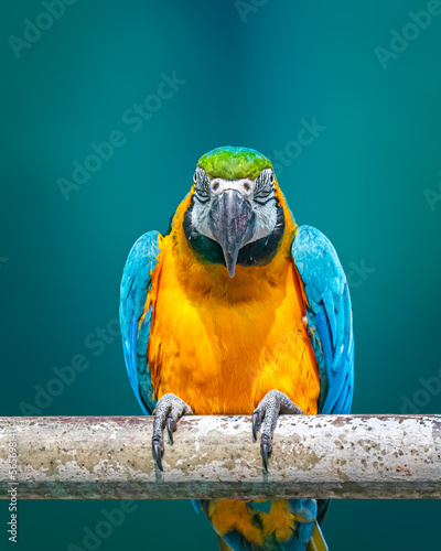 A Macaw looking strait