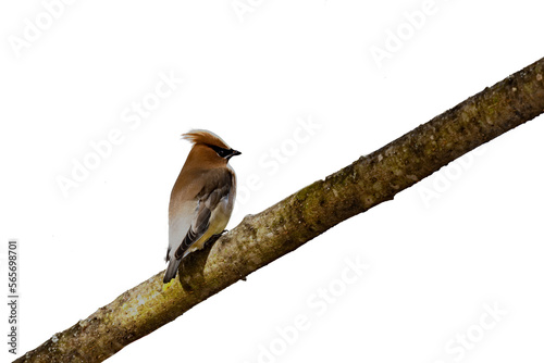 Isolated beautiful cedar waxwing bird on a branch