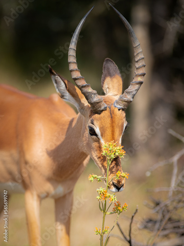 Fototapeta Naklejka Na Ścianę i Meble -  impala antelope in kruger national park