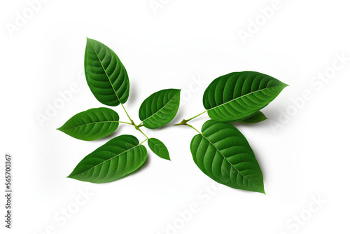 green leaves isolated on white background, generative ai