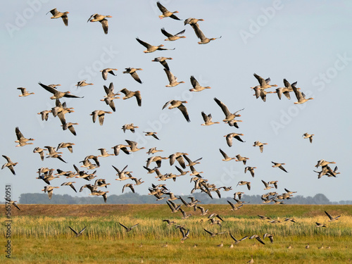 birds in flight © Heiko
