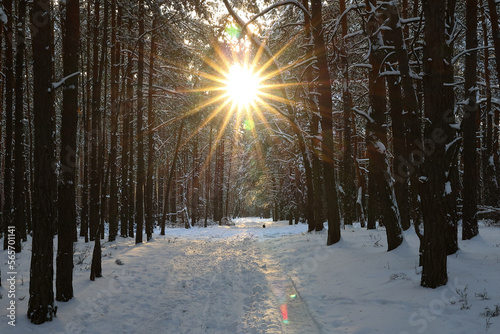Zimowe słońce w lesie
