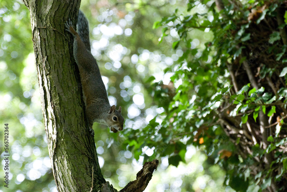 Fototapeta premium grey squirrel (Sciurus carolinensis) taking nuts