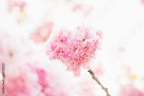 華やかな八重桜 © kikisora