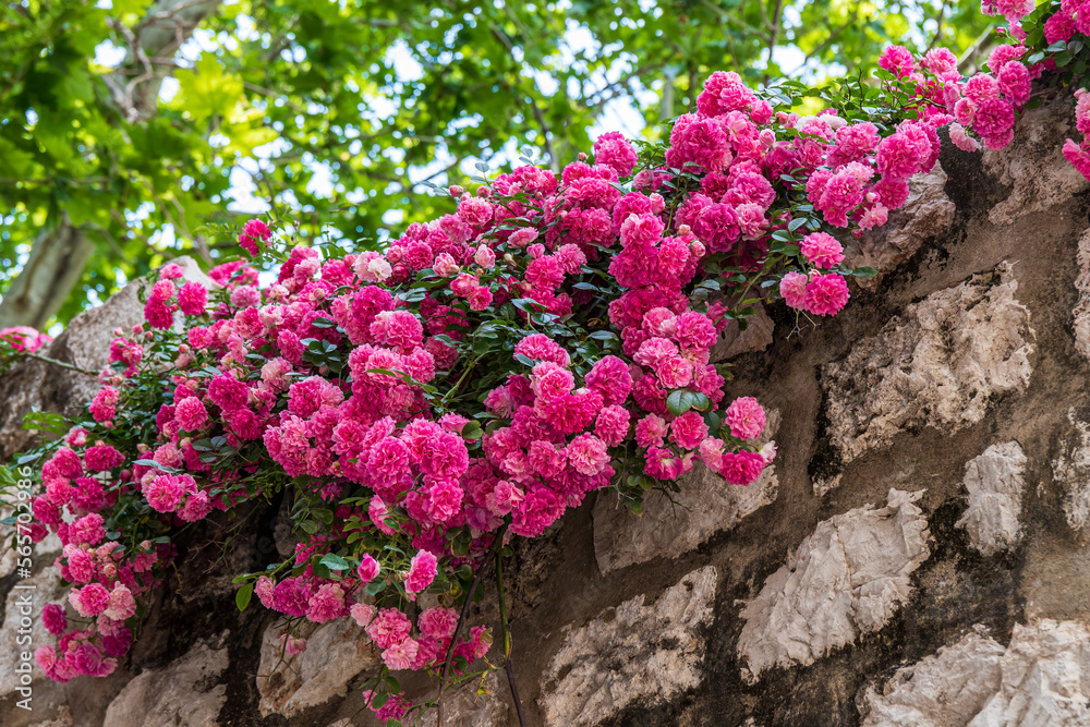 Blütenpracht auf Steinmauer Blütenpracht auf Steinmauer
