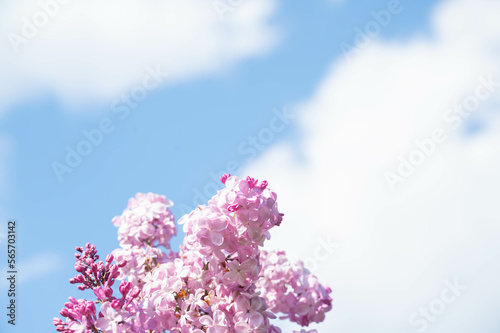 青空とライラックの花