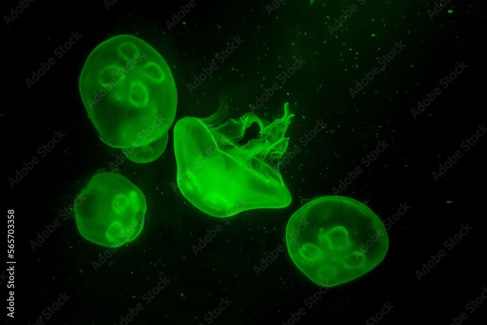 neon green jellyfish floating at the aquarium neon green jellyfish floating at the aquarium