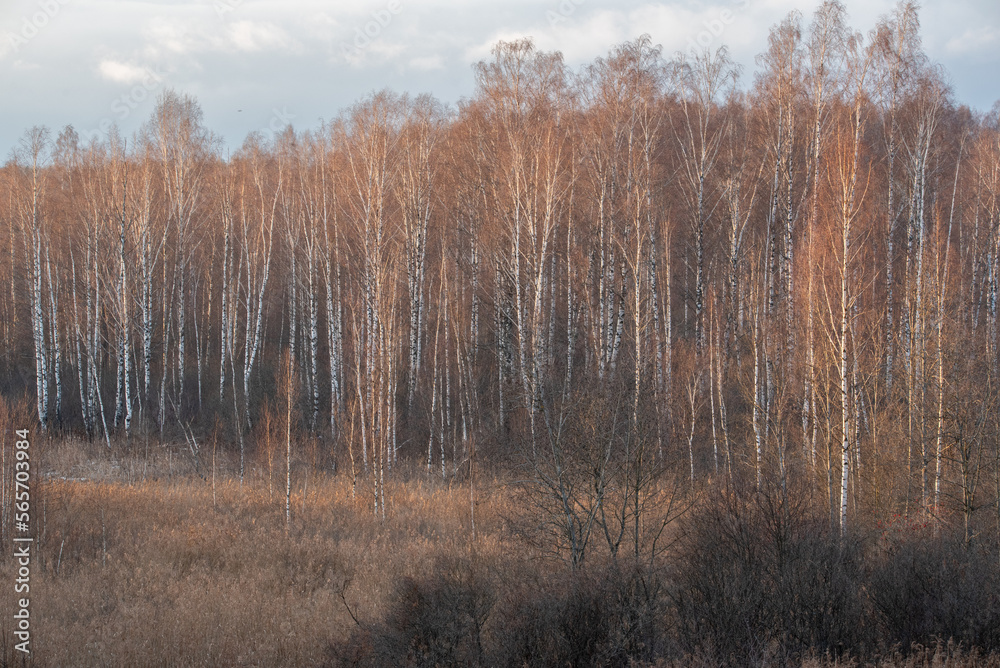 birch trees in winter birch trees in winter
