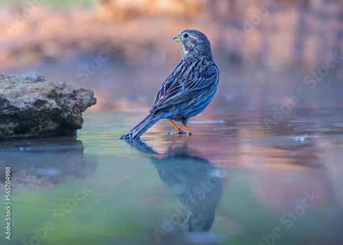 Corn Bunting, Emberiza calandra, taking a bath