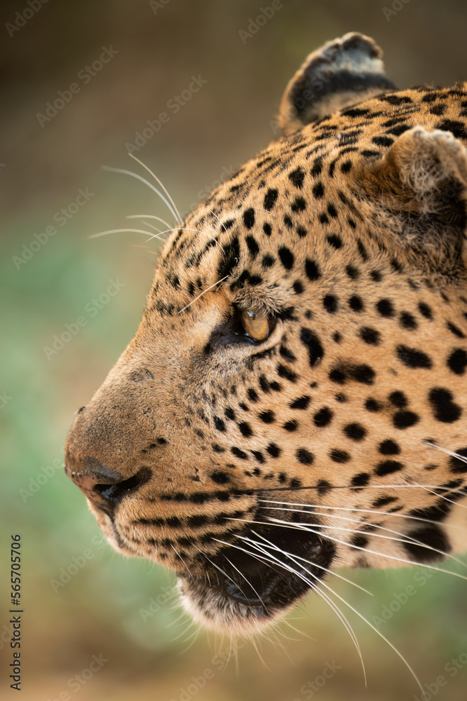 Obraz premium close up of a leopard