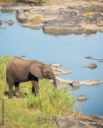 Photography elephants in the river