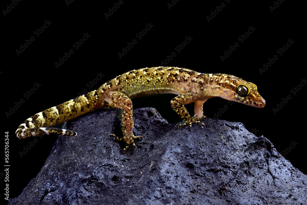 Fototapeta premium The muria rock gecko on a rock