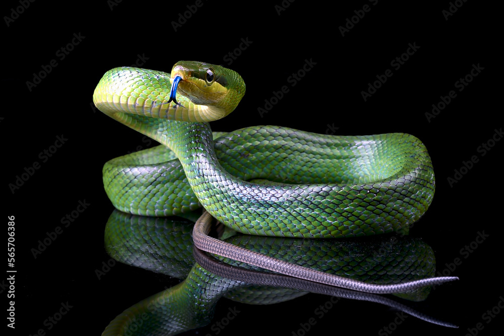 Fototapeta premium The red-tailed racer on a black background